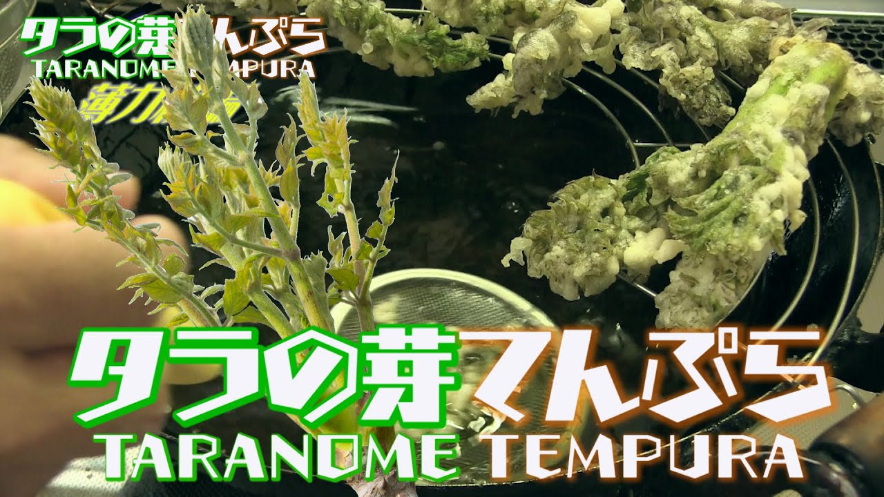 タラの芽 天ぷらレシピ 薄力粉編 下処理から盛り付けthe Edible Wild Plant Tempura Which Japanese Like Most Youtube