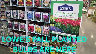 Lowe's Fall Planted Bulbs Have Arrived! Tulip, Allium, Iris, Daffodil and Much More. Zone 8a.