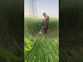 Green Grass Cut 🌱 #grasscutter #viral #shorts #farming