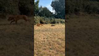 The only suffering a lab beagle should endure is not being able to catch your friend in the park. @WayneHsiung_