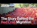 The story behind the red crab migration on christmas island