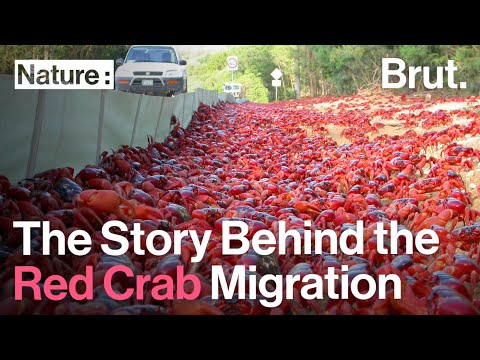 فيديو: The March of the Christmas Island Red Crab