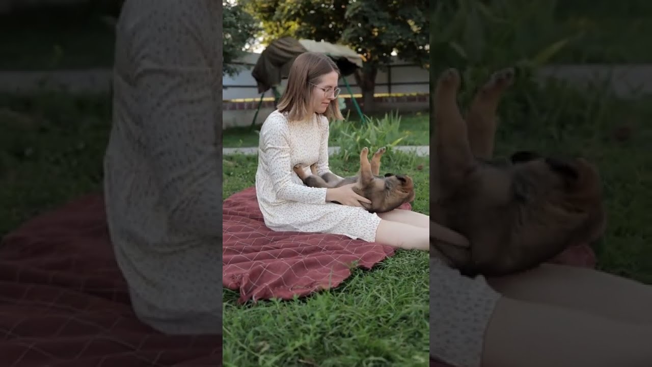 All You Need Is A Dog's love | Dogs want more cuddle and kiss from their owner | compilation | video