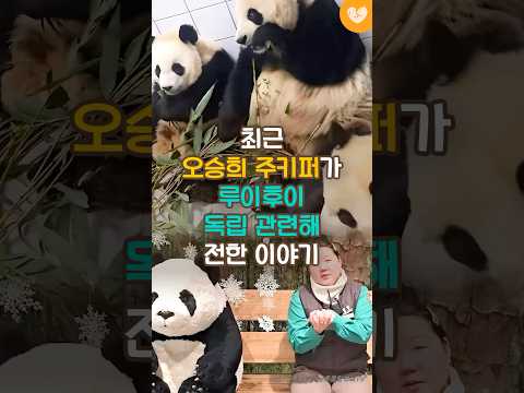최근 <strong>오승희</strong> 주키퍼가 루이후이 독립 관련해 전한 이야기 #shorts #루이바오 #후이바오
