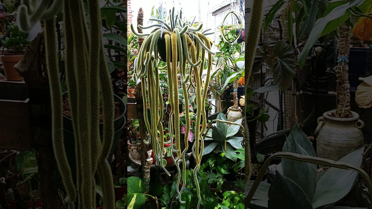 Golden Rat Tail Cactus. 