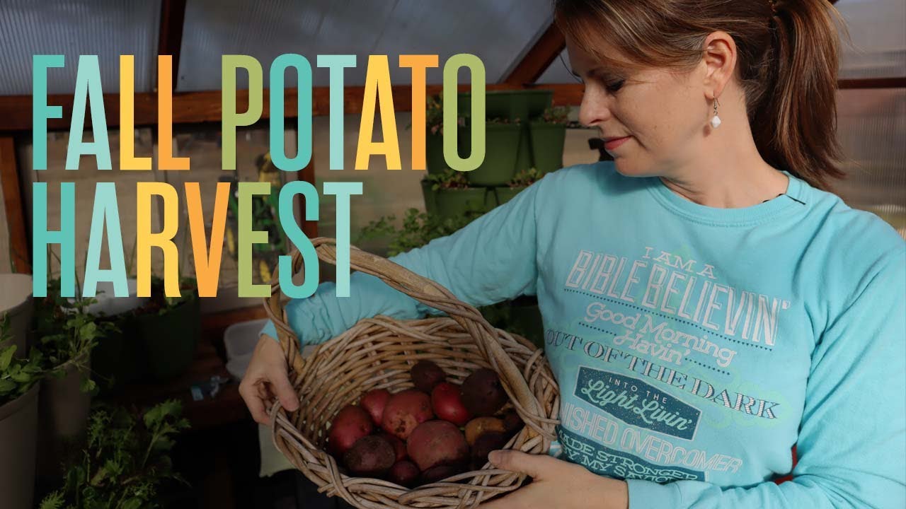 That Was Disappointing... (Fall Potato Harvest Results)