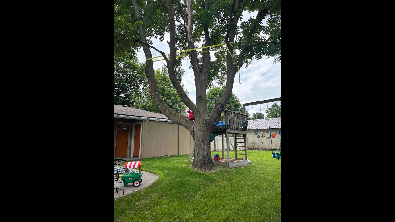 Removal of Backyard Sugar Maple (50+ yrs old)