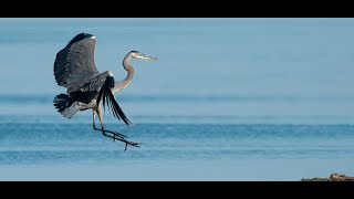 Great Blue Heron - Drone Video (Northeast Ohio)