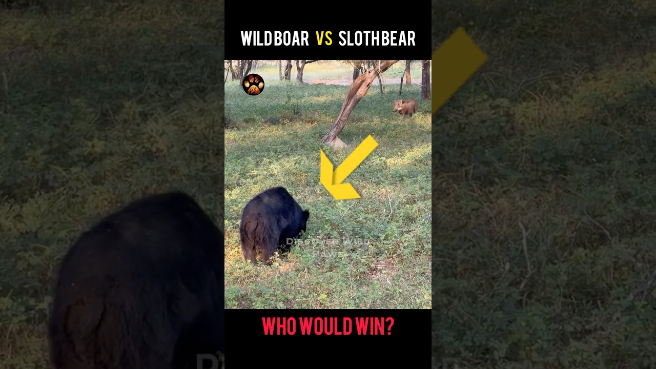 Wildboar Vs Sloth Bear | Who Would Win ? 