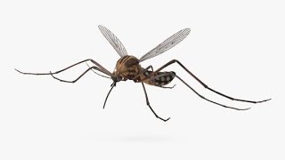 3D mosquitoes buzzing | Sound effects | 3D Audio | Use Headphones