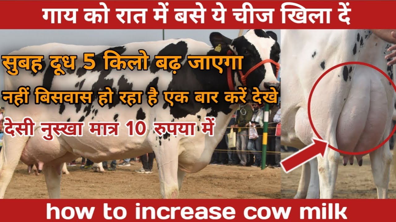 gaye ka dudh kaise badhaye How to increase cow milk Cow milk