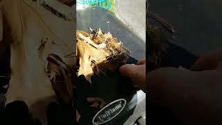 Making Fire | Empty Bic Lighter | #shorts