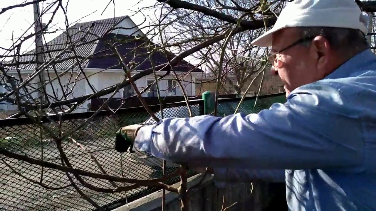 Пересадка, обрезка миндаля