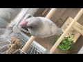 「文鳥ぴより」餌の与え方と場所とで食べ方が大きく変わりました