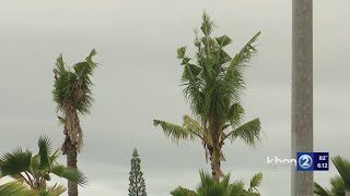 Officials: Don't eat coconuts from Hawaii's injected trees
