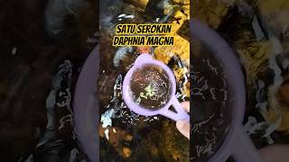 Satu Serokan Daphnia Magna #fypシ゚viral #kutir #daphniamagna #kutuair #pananikanhias