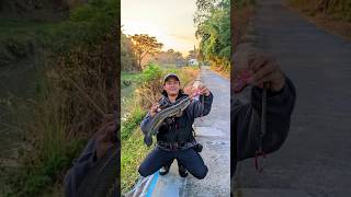 Casting Gabus klaten dimusim kemarau ⁉️ #fishing #mancing #gopro #mancingmania #castingikangabus