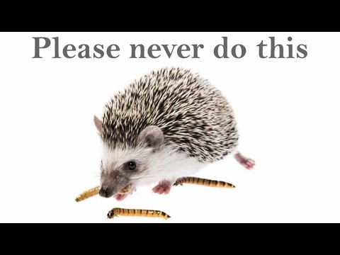 Please Never Do This as a Hedgehog Owner