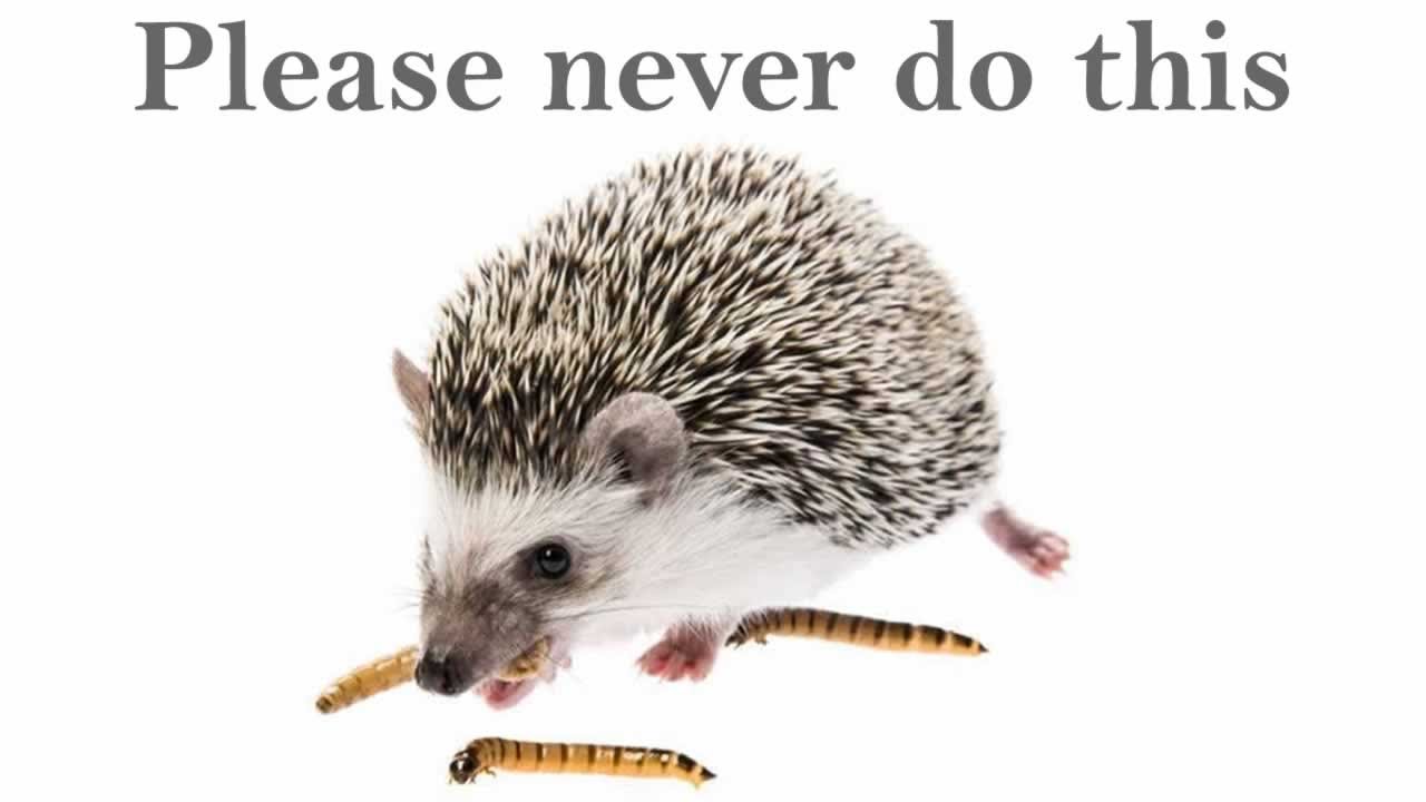 Please Never Do This As A Hedgehog Owner