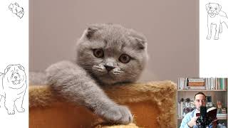 Scottish Fold Cat. Pros and cons, price, how to choose, facts, care, history