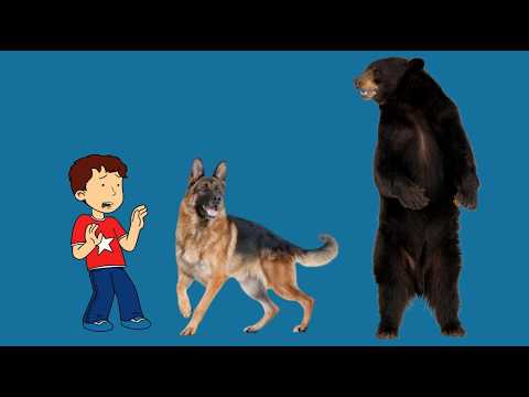 Adultish Timmy gets saved by Gingie the dog