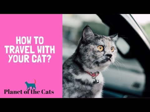 Video: Bagaimana Melatih Cat Anda untuk 'Meninggalkannya'