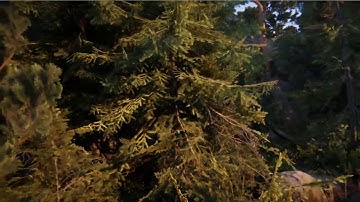 Unity3D Book of the Dead Forrest Scene Exploration