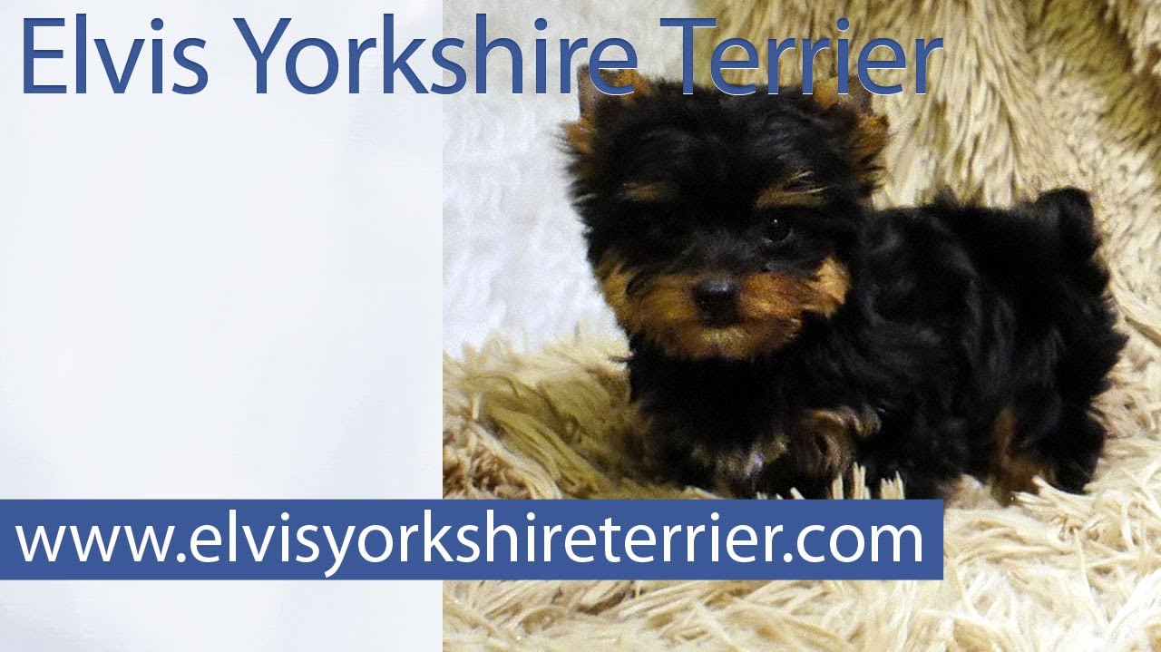 elvis yorkshire terrier