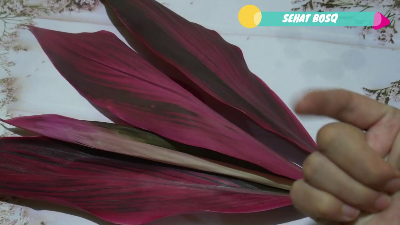 Ternyata Inilah Manfaat Daun Andong Bagi Kesehatan dan Cara