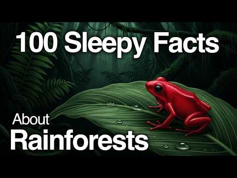 Over Half Earth's Species in One Place | Relaxing Rainforest Facts