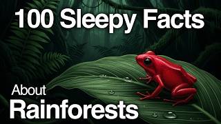 The Most Relaxing Facts About Rainforests to Fall Asleep To