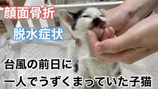 【保護】台風の前日に一人でうずくまっていた子猫を救出！ by みさきアニマルすまいる 2,730 views 1 year ago 6 minutes, 56 seconds