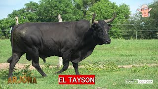 Toros de la Ganaderia la Trinchera de  los HNOS GARCIA TAMARA para ARJONA 2024