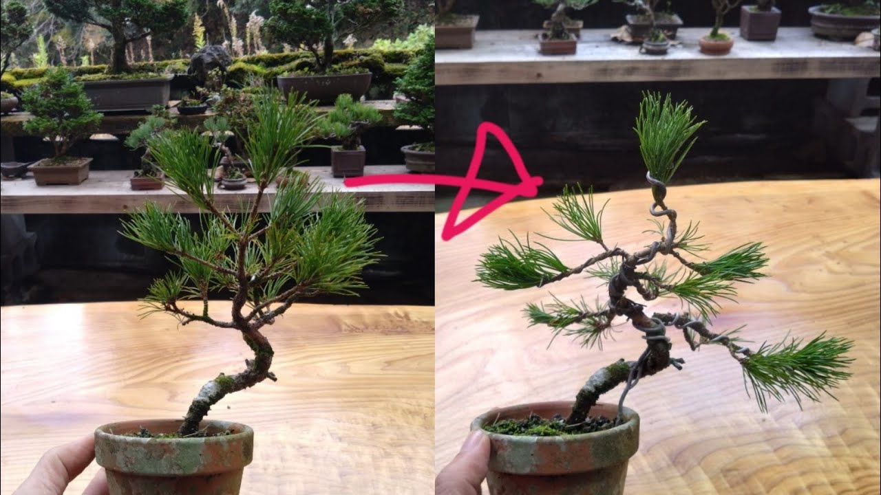 2022年に曲がりを付けた五葉松の経過報告【2度目の樹形作り】 ♯695