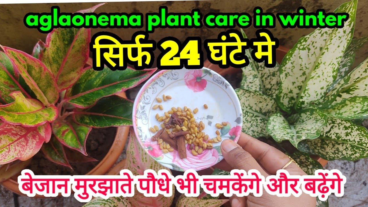 रुखे सूखे पीले बेजान गिरते पत्ते होंगे चमकदार healthy |aglaonema plant care|aglaonema propagation
