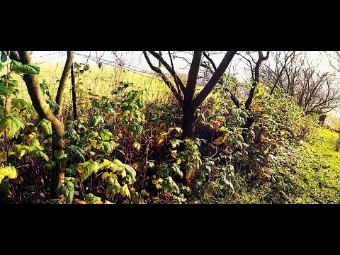 Video: Malinový Strom Tarusa: Výsadba A Starostlivosť, Popis A Vlastnosti Malinovej Odrody, Výhody A Nevýhody