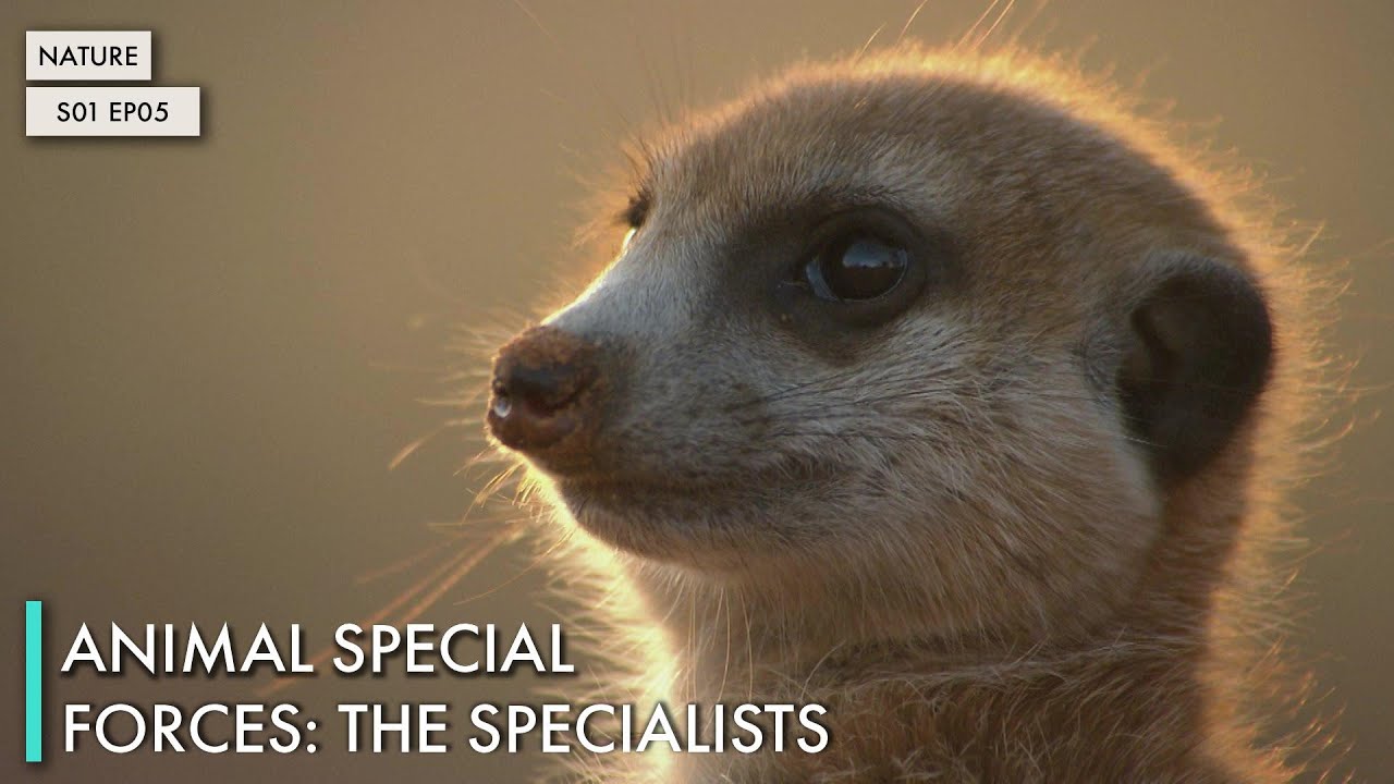 Animal Special Forces: The Specialists