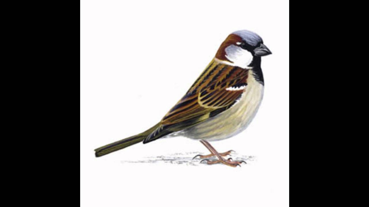 Sparrow Finders Fee