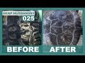 How to Easily Fix Shell Rot in Turtles