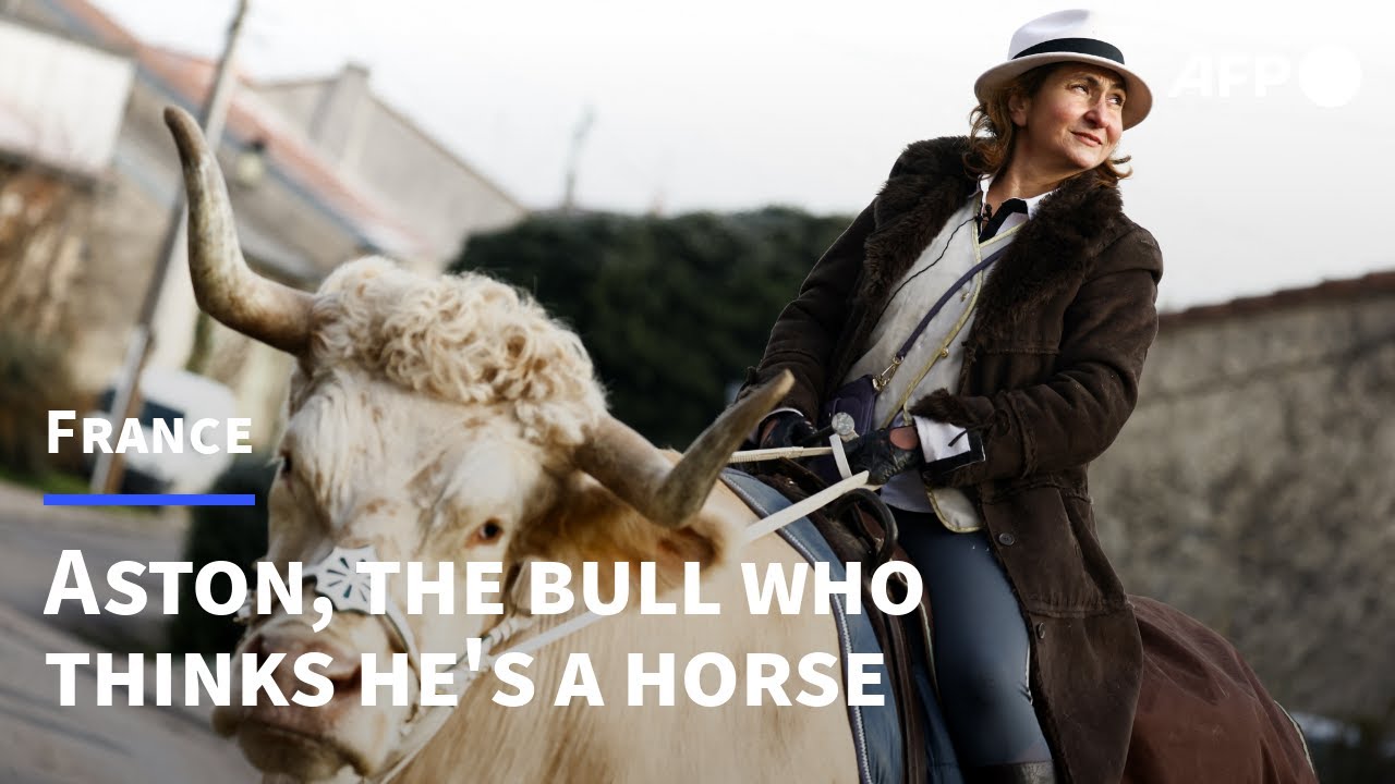 Aston, the bull who thinks he's a horse | AFP