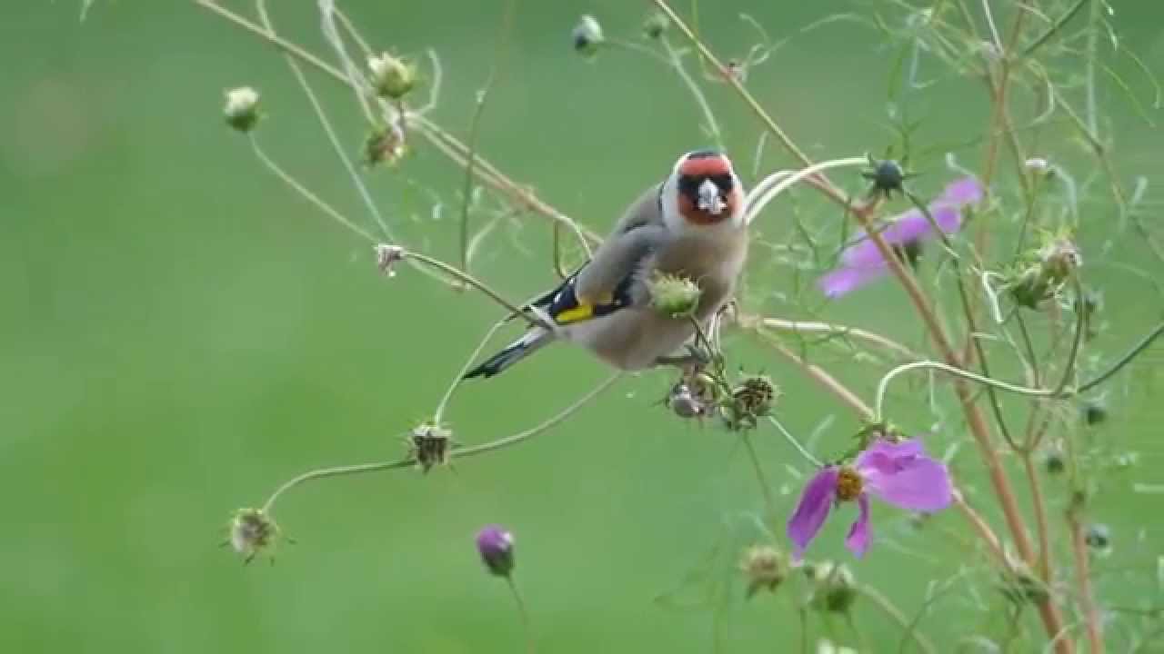 La Récolte Des Graines De Fleurs Annuelles