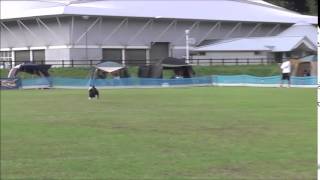 20150622　K9 奈良宇陀　大和アドバンスト　決勝R