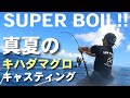 真夏のスーパーボイル！三重の海でキハダマグロキャスティング
