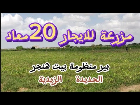 مزرعة للايجار في الزيدية 20معاد وبيت وهنجر لتربية الابقار والمواشي الحديدة