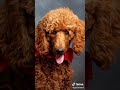 قطة و كلب 2