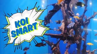 Inside Koi Smart: The Future of Shopping