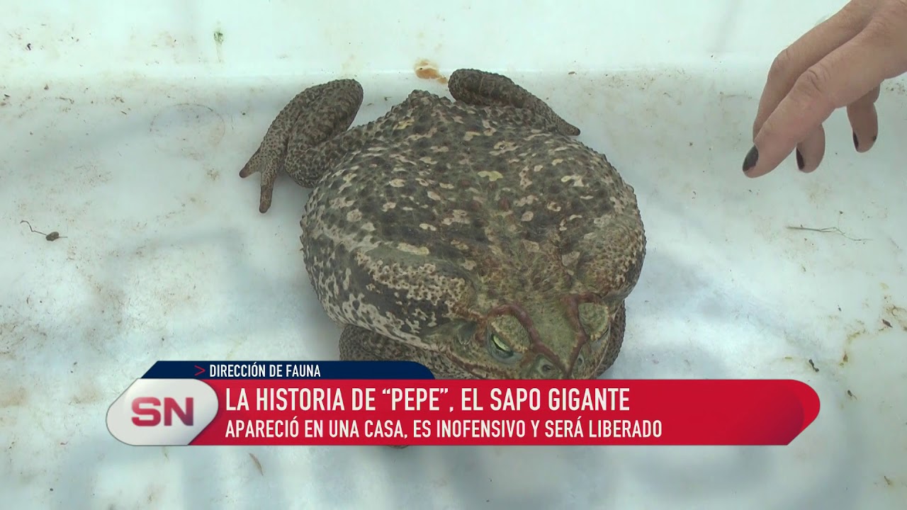 El sapo gigante - YouTube