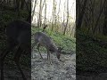 Trail Camera Captured a Roe Buck #trailcamera #wildlife #nature #cute