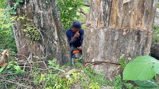 Download Lagu The intersecting branches make cutting down these two trees hard and difficult‼️ MP3 Download Lagu The intersecting branches make cutting down these two trees hard and difficult‼️ MP3