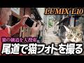 【LUMIX L10】猛暑の中、ネコを探し出せ!尾道猫の細道フォトウォーク/電光石火でかけぬけろ! #125